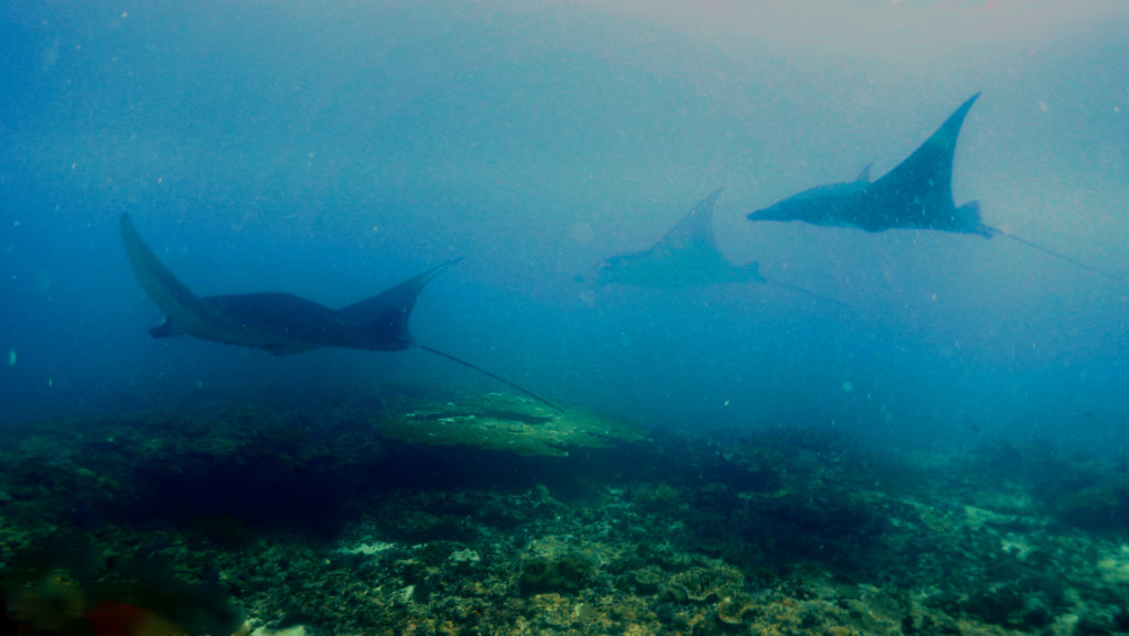 Manta rays at Manta Point, Nusa Penida