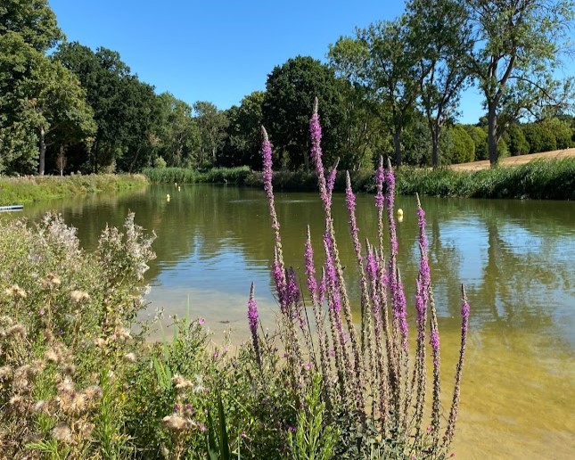 Beckenham Place Park Pond, a natural place to swim in London