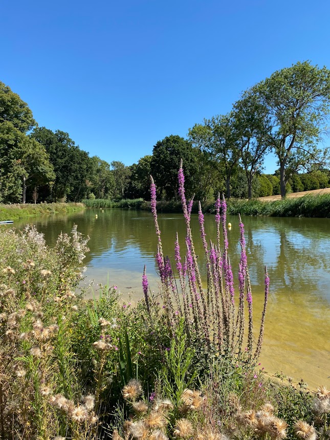 Beckenham Place Park Swimming Pond, another great place to swim in London