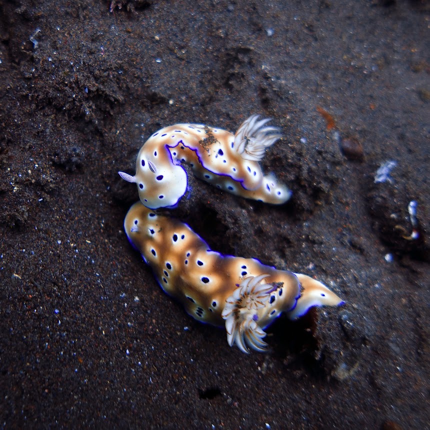 Nudibranchs while diving in Amed