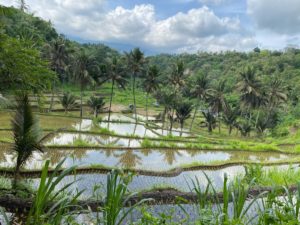 Rice fields, Bayan, Lombok