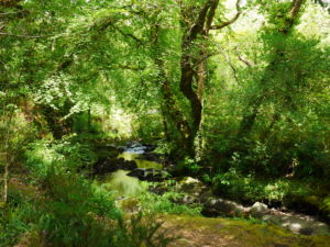 Killarney National Park, Kerry